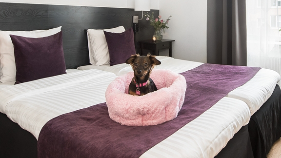 Prisvärt hundvänligt hotell i Gävle| Hotel City Gävle